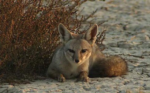 Бенга́льская лиси́ца (Индийская лисица) (Vulpes bengalensis)