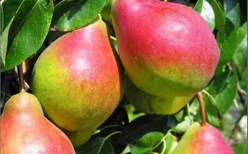 Груша сорт Изольда