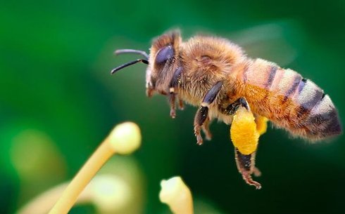 Итальяндық ара тұқымы (Italian breed of bees)