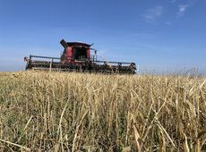 Чем грозит поздняя жатва и низкая конкурентоспособность казахстанского зерна — АгроИнсайд № 71