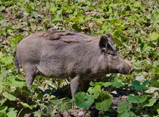 Фермеры области Абай страдают от набегов кабанов