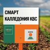 СМАРТ КАЛЛЕДОНИЯ КВС қант қызылшасы сұрпы