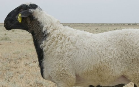 Калмыкская порода овец (Kalmyk)
