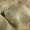 Камбала (Flounder)