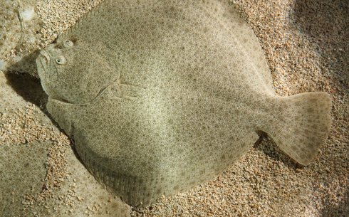 Камбала (Flounder)