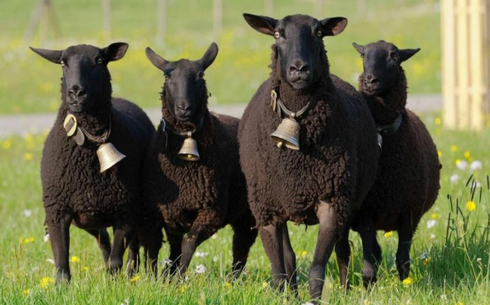 Карачаевская порода овец (Karachaivska)