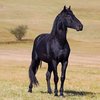 Карачаевская (Karachay horse)