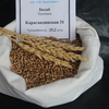 Пшеница сорта Карагандинская 31