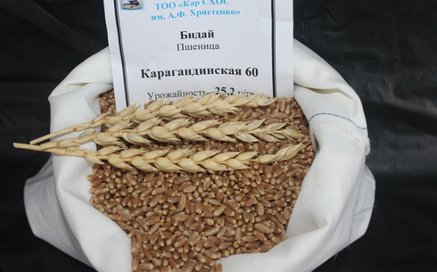 Пшеница сорта Карагандинская 60