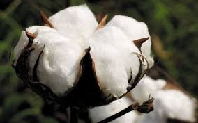 Хлопчатник сорт Карла