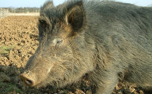 Кармал порода свиней