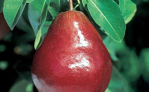 Груша сорт Кармен