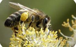 Карпат арасы тұқымы (Carpathian bee breed)