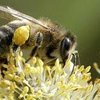 Карпатская порода пчел (Carpathian bee breed)