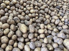 Отпускная цена на картофель весной не превысит 185 тенге - правительство