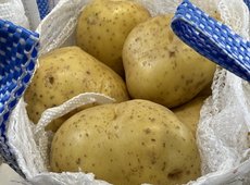 Алматинские аграрии начали поставки картофеля на завод PepsiCo