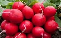 Редис сорт Каспар