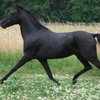 Каспийская (Caspian horse)