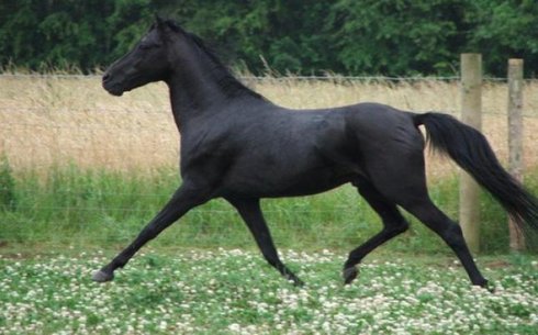 Каспий (Caspian horse)