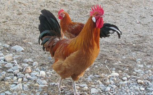 Каталон тауықтары (Catalan chickens)