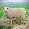 Казахская мясо-шерстная порода овец (Kazakh meat and wool)