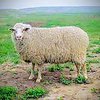 Қазақтың етті-жүнді қой тұқымы (Kazakh meat and wool)