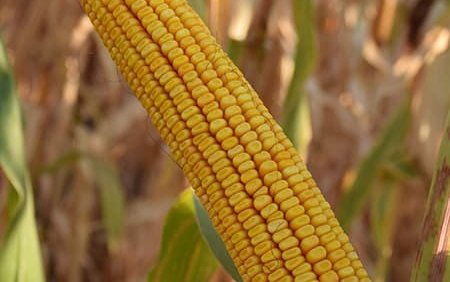 Кукуруза сорт КазЗП 200