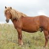 Казахская (Делибозская) (Kazakh horse breed)