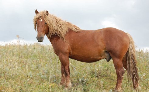 Казахская (Делибозская) (Kazakh horse breed)