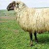 Казахская курдючная полугрубошерстная порода овец (Kazakh fat-tailed semi-coarse-haired)