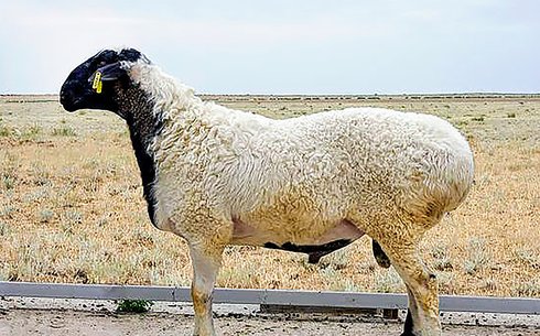 Казахская курдючная грубошерстная порода овец (Kazakh fat-tailed coarse-haired)