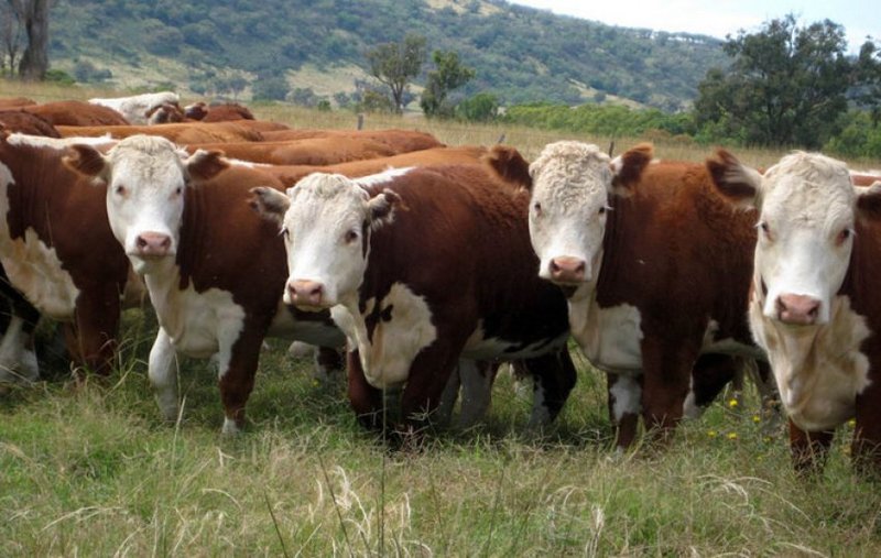 Перспективы мясного скотоводства Казахстана