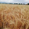 Пшеница сорта Казахстанская 10