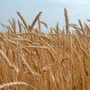 Пшеница сорта Казахстанская 4
