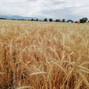 Пшеница сорта Казахстанская раннеспелая