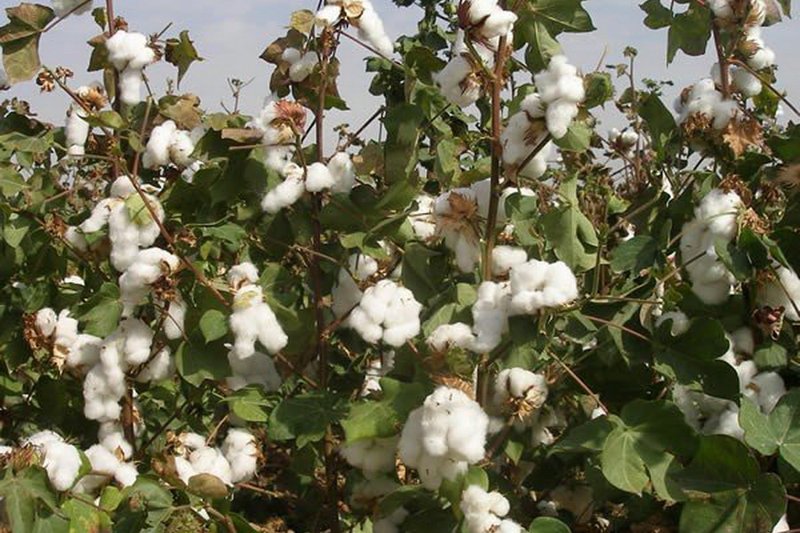 Сорт хлопчатника «Мактаарал-5030» успешно завершает испытание
