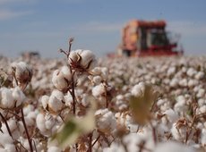 В Казахстане собрано 422 тыс. тонн хлопка-сырца