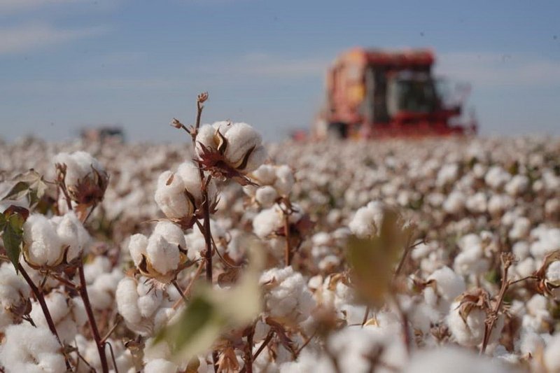 В Казахстане собрано 422 тыс. тонн хлопка-сырца