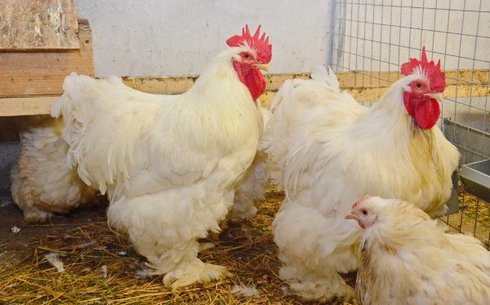 Кохинхин ақ (Cochinchin white chicken)