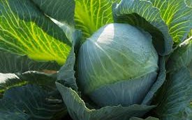 Капуста белокочанная сорт Коля