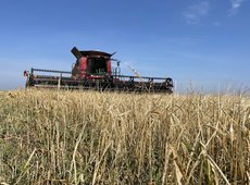 В Казахстане намолочено 12,7 млн тонн зерна