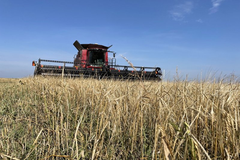 В Казахстане намолочено 12,7 млн тонн зерна