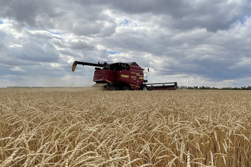 Продкорпорация объявила цены закупа зерна нового урожая