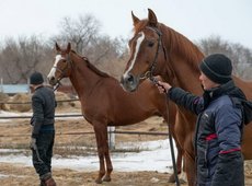 Институт коневодства создан в Казахстане