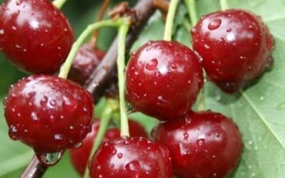 Вишня сорт Конфитюр