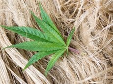 В Казахстане начнут промышленную переработку конопли