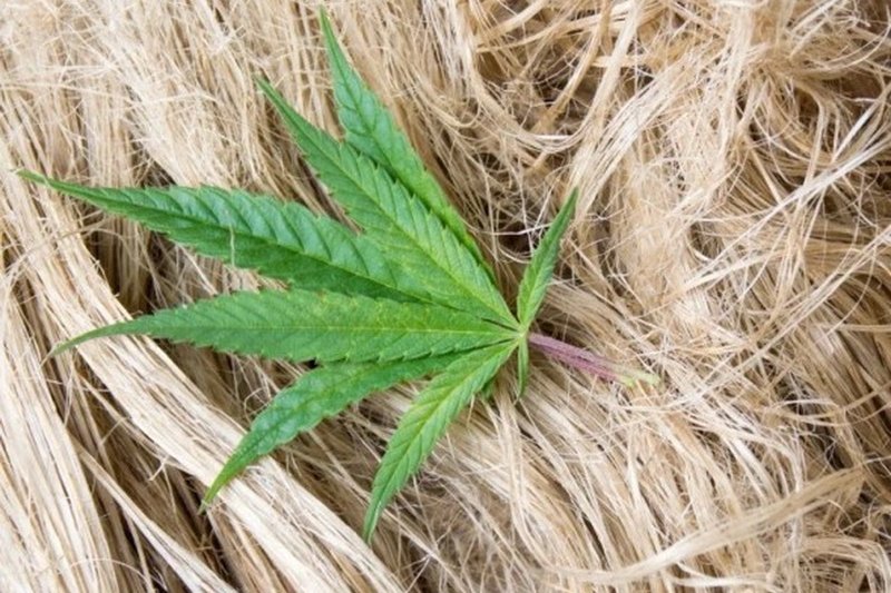 В Казахстане начнут промышленную переработку конопли