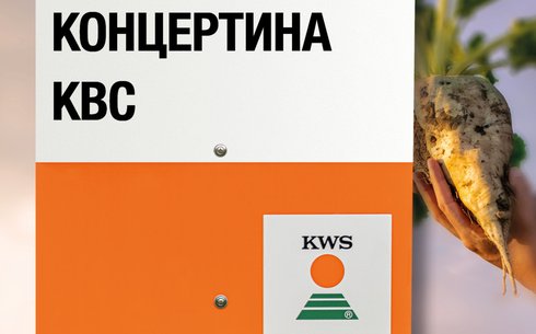 КОНЦЕРТИНА KBC қант қызылшасы сұрпы