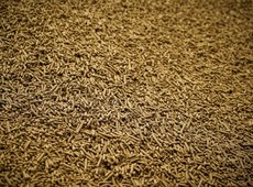 В Северном Казахстане запустят производство кормов из люцерны