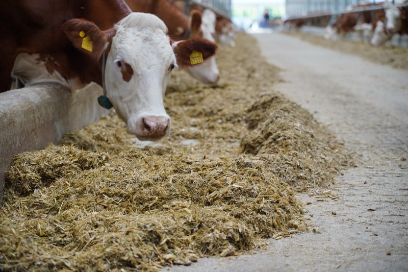 Завод по производству кормов построят в Алматинской области